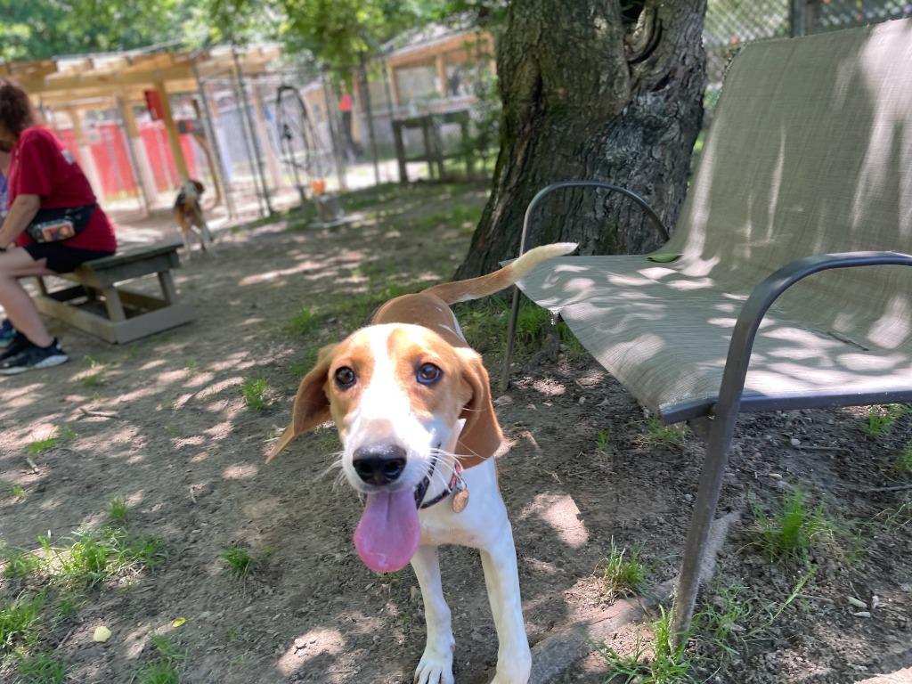 Enlarge Muffin, a Adoptable Hound in Hampton, VA image 2/6