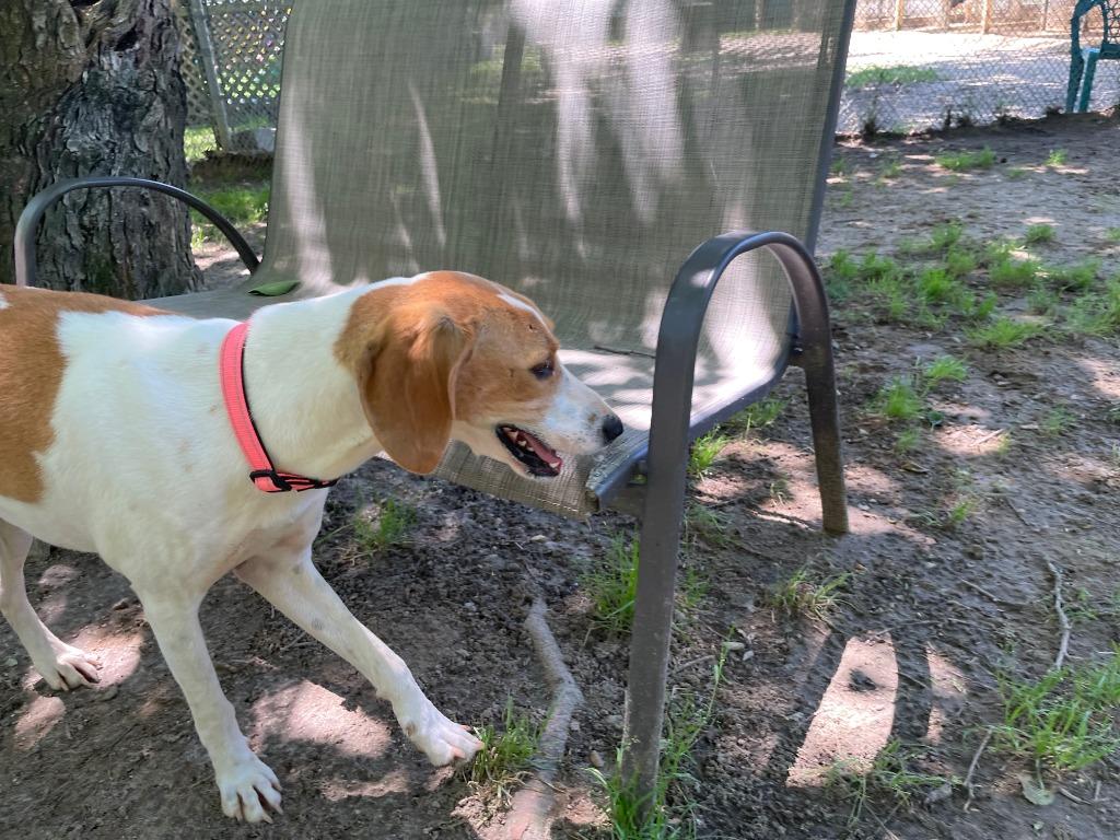 Enlarge Muffin, a Adoptable Hound in Hampton, VA image 3/6
