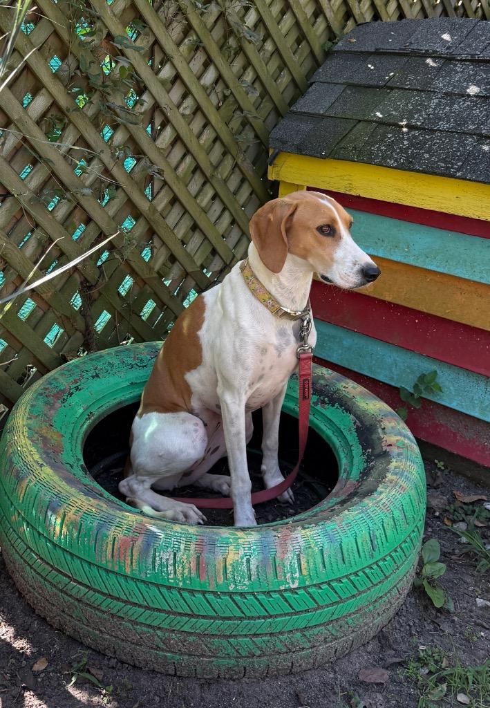 Enlarge Muffin, a Adoptable Hound in Hampton, VA image 4/6