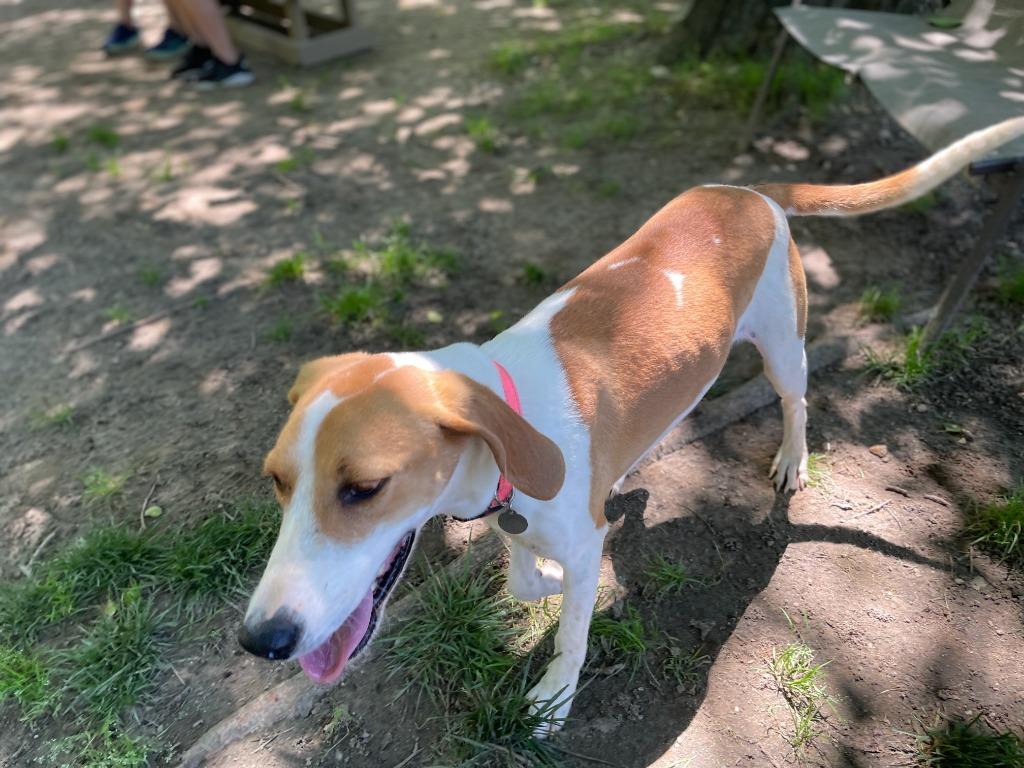 Enlarge Muffin, a Adoptable Hound in Hampton, VA image 5/6