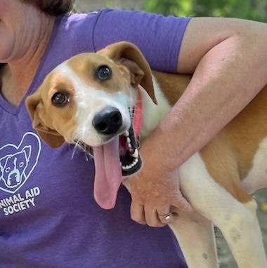 Enlarge Muffin, a Adoptable Hound in Hampton, VA image 6/6