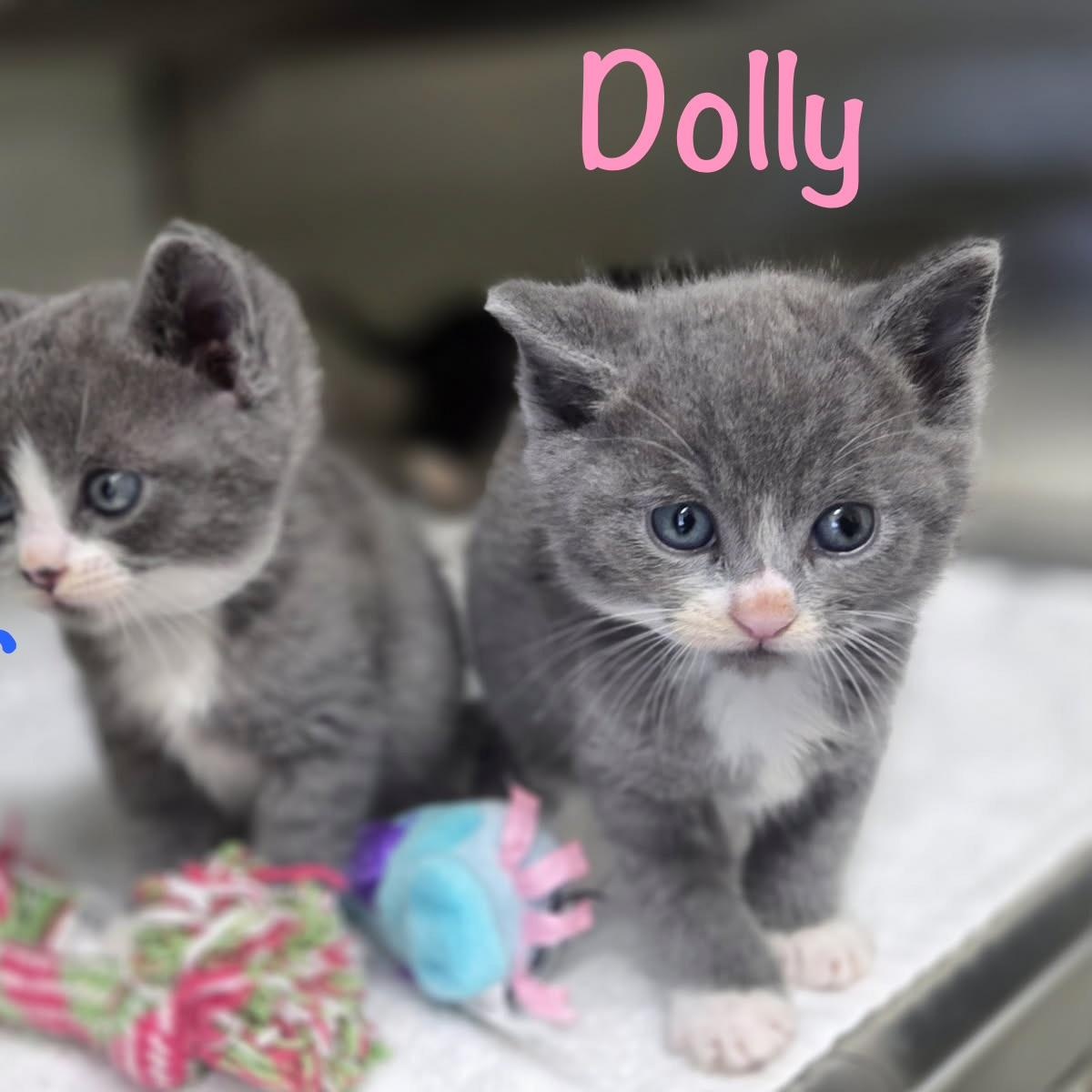 Dolly, Adoptable, Kitten Female Domestic Short Hair.