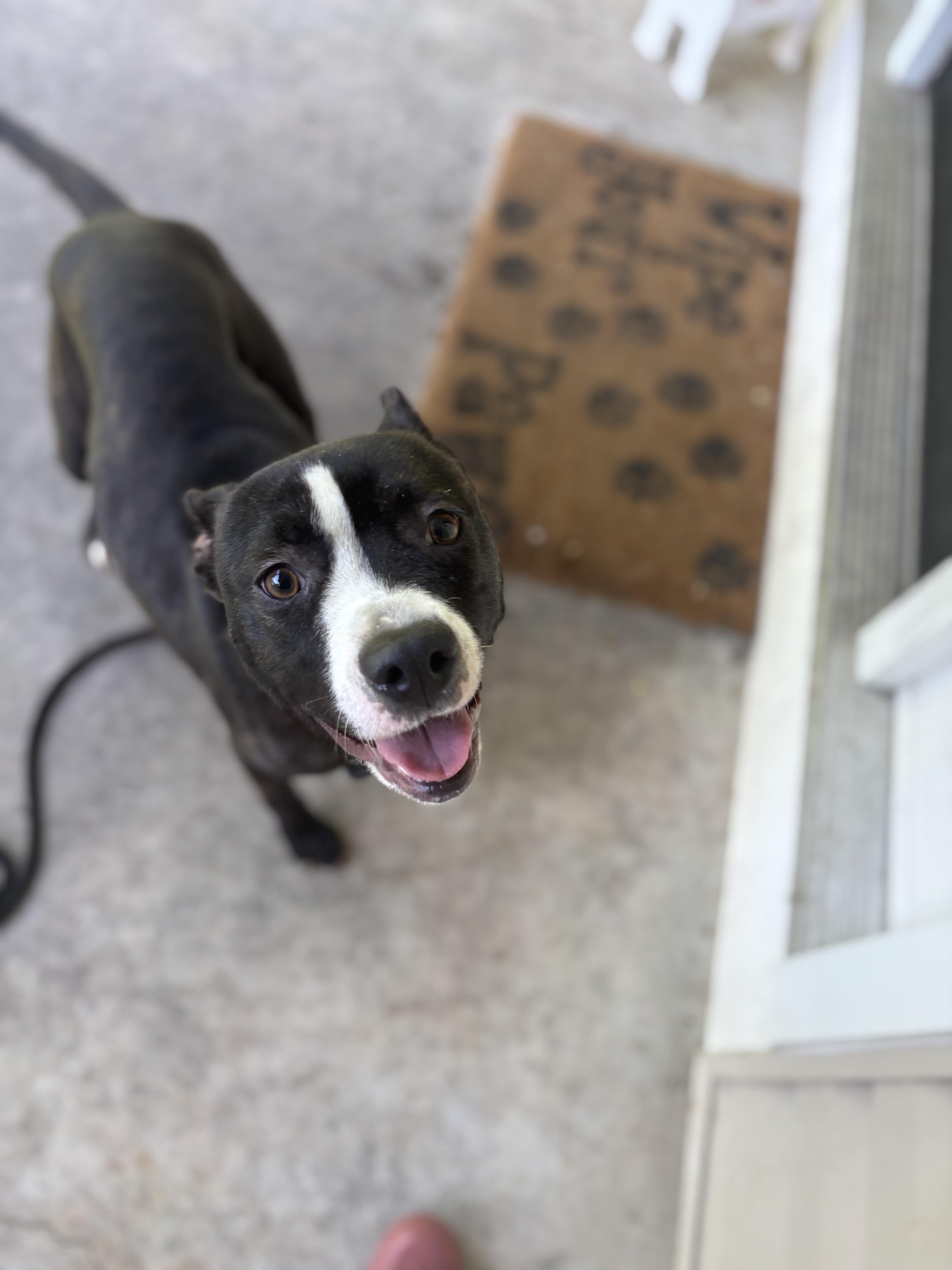 Savannah, Young Female Pit Bull Terrier