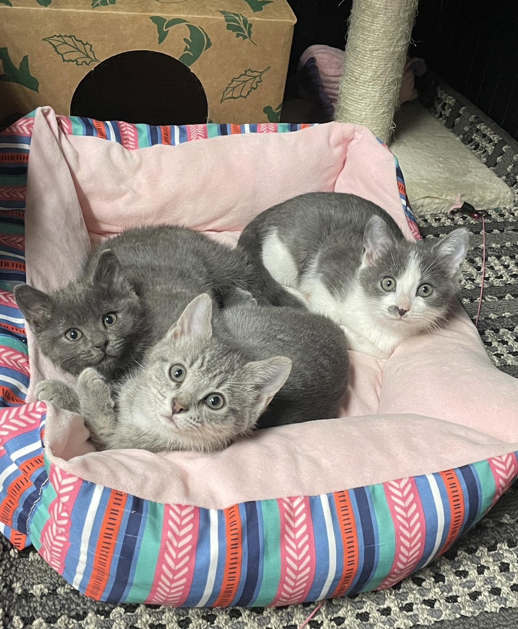 Misty, a Adoptable Domestic Short Hair in Sterling Heights, MI image 4/4