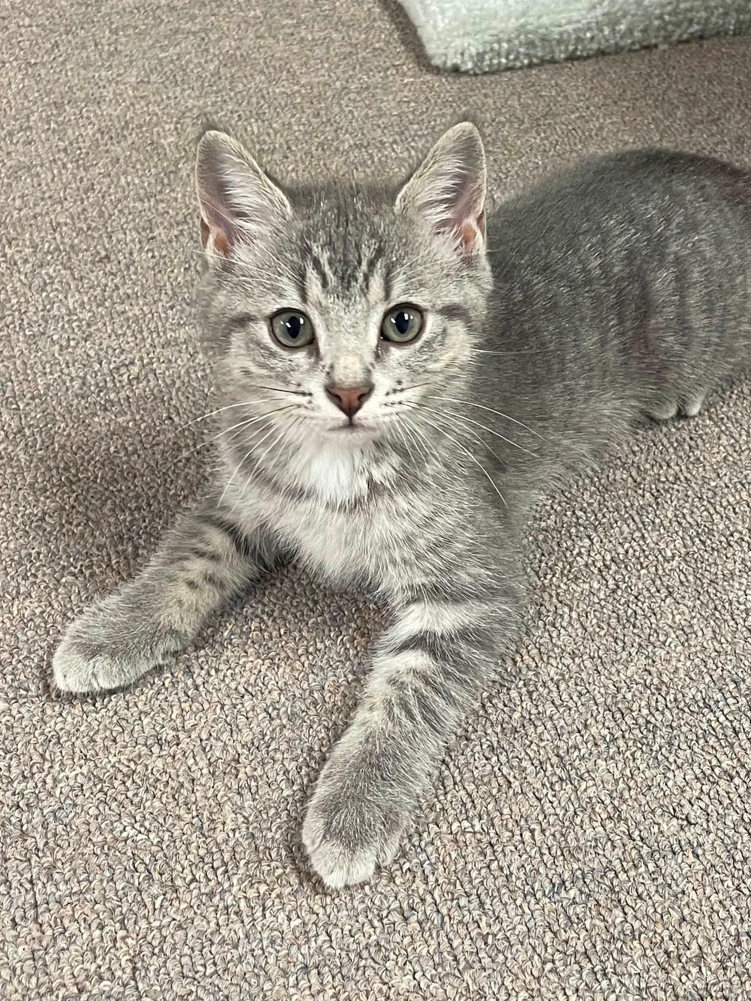 Misty, a Adoptable Domestic Short Hair in Sterling Heights, MI image 2/4
