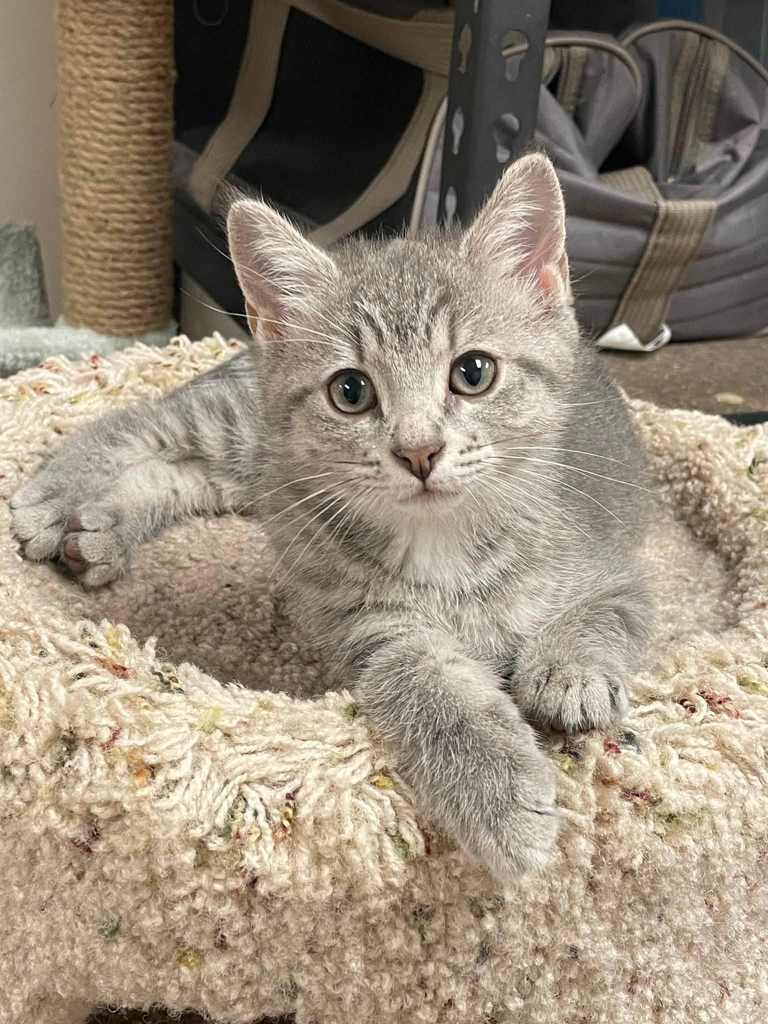 Misty, Adoptable, Kitten Female Domestic Short Hair.