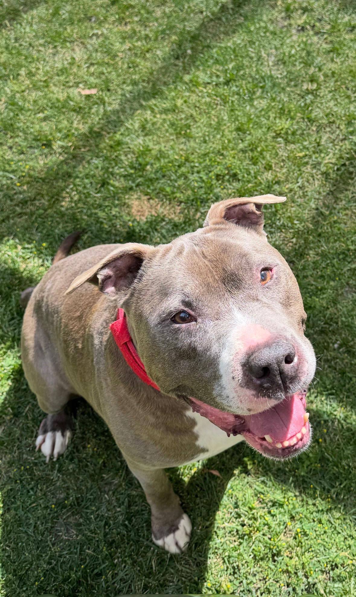 WALTER, ADOPTABLE, Senior Male Pit Bull Terrier.