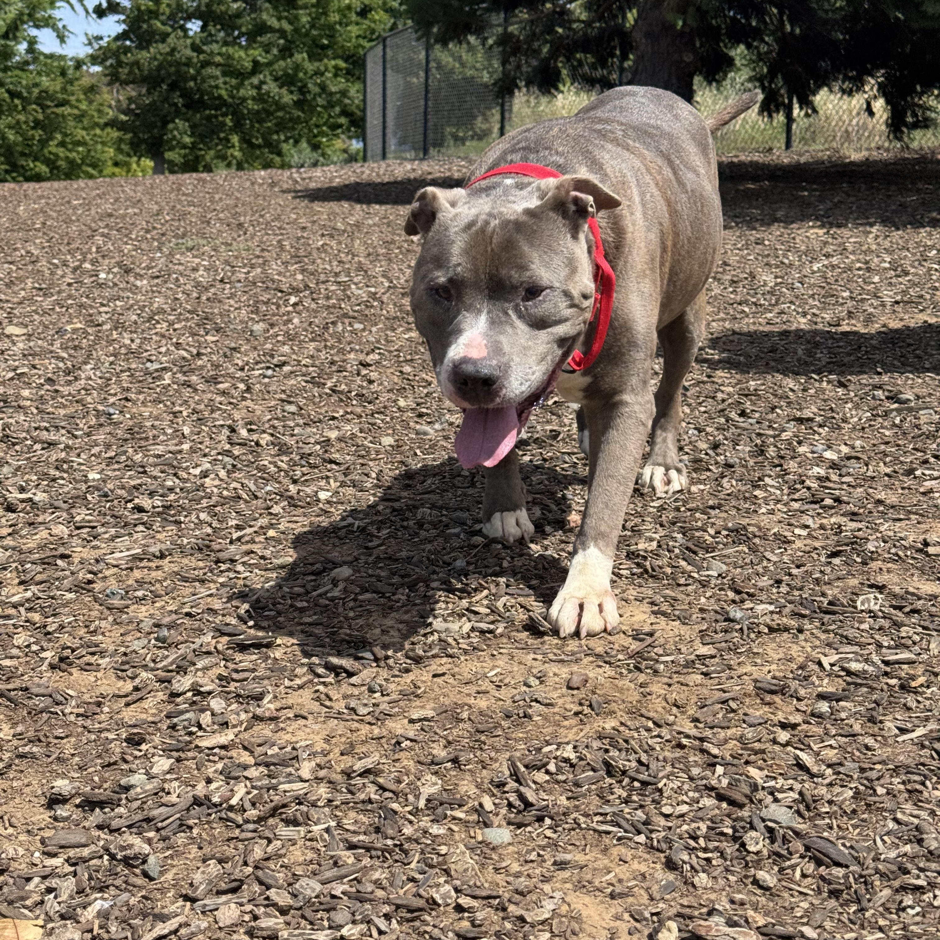 Enlarge WALTER, a ADOPTABLE Pit Bull Terrier in Pittsburg, CA image 3/3