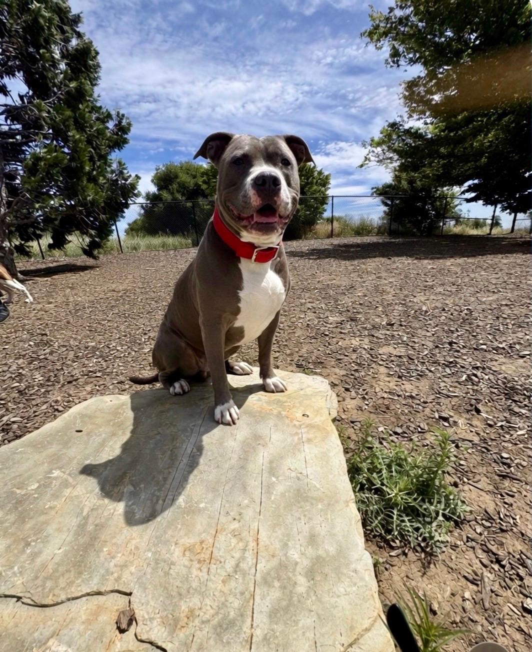 Enlarge WALTER, a ADOPTABLE Pit Bull Terrier in Pittsburg, CA image 2/3