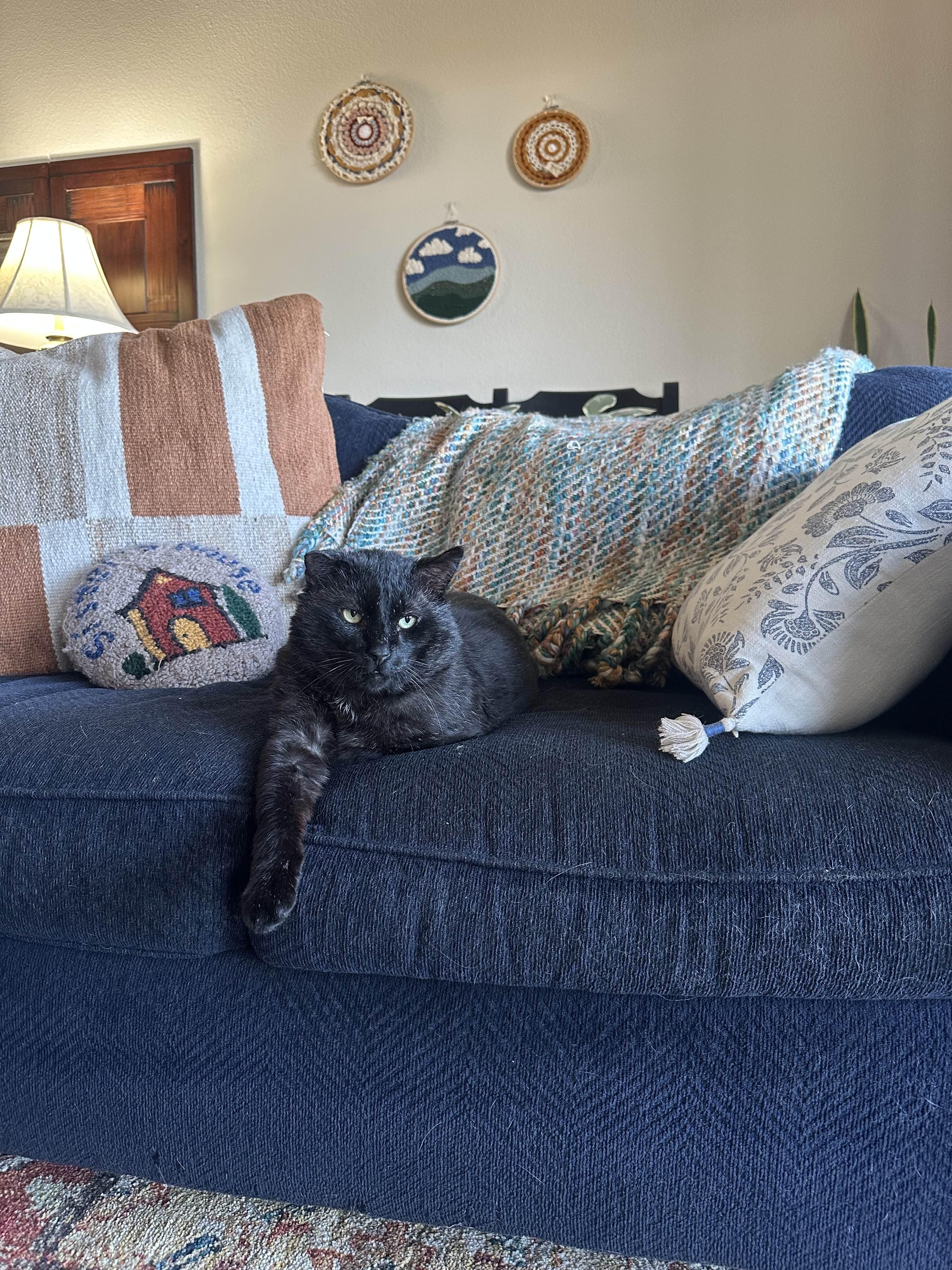 Mr. Steal Your Girl, an adoptable American Shorthair in San Luis Obispo, CA, 93405 | Photo Image 3