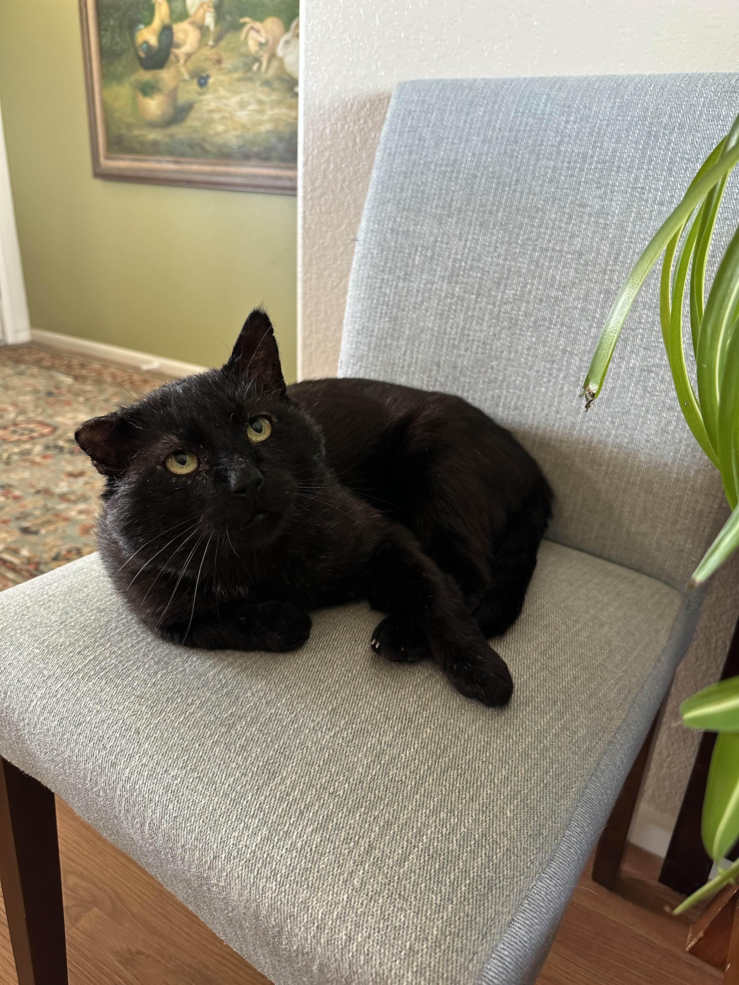 Mr. Steal Your Girl, a Adoptable American Shorthair in San Luis Obispo, CA image 1/5