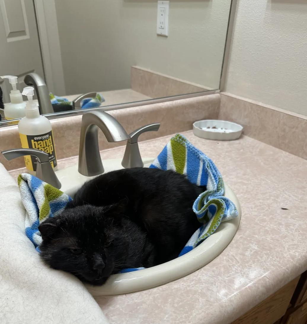Mr. Steal Your Girl, an adoptable American Shorthair in San Luis Obispo, CA, 93405 | Photo Image 2