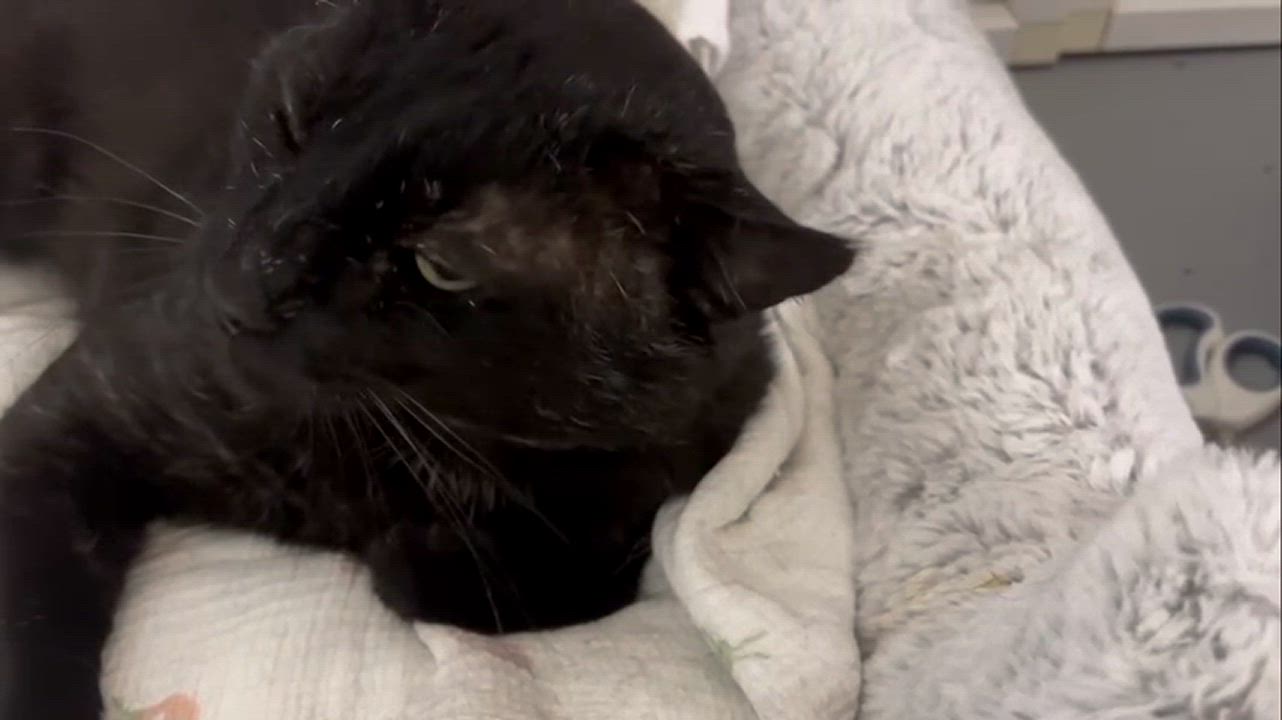 Enlarge Mr. Steal Your Girl, a Adoptable American Shorthair in San Luis Obispo, CA video 2/5