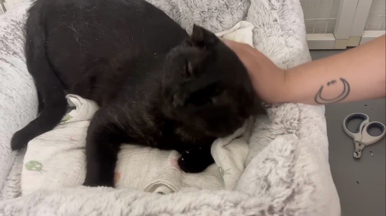 Enlarge Mr. Steal Your Girl, a Adoptable American Shorthair in San Luis Obispo, CA video 3/5