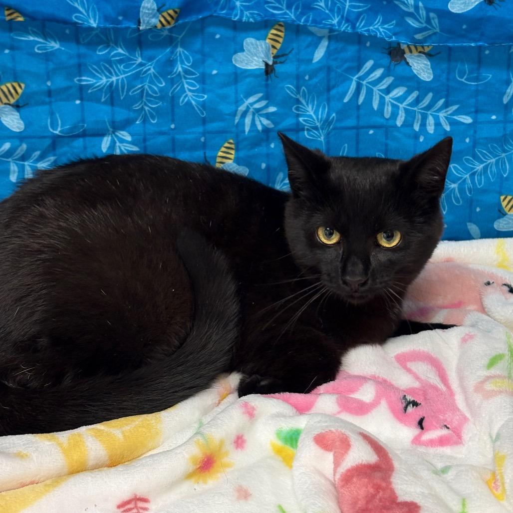 Enlarge Simba, a Adoptable American Shorthair in Greenfield, IN image 1/1