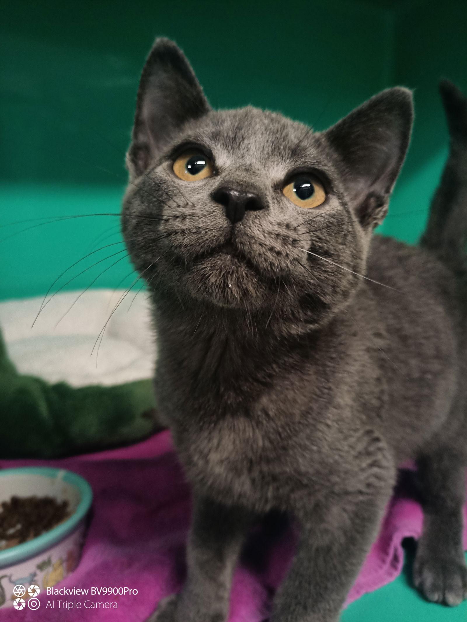 Peter pan 3 months AVAIL 1/22, Adoptable, Young Male Domestic Short Hair.