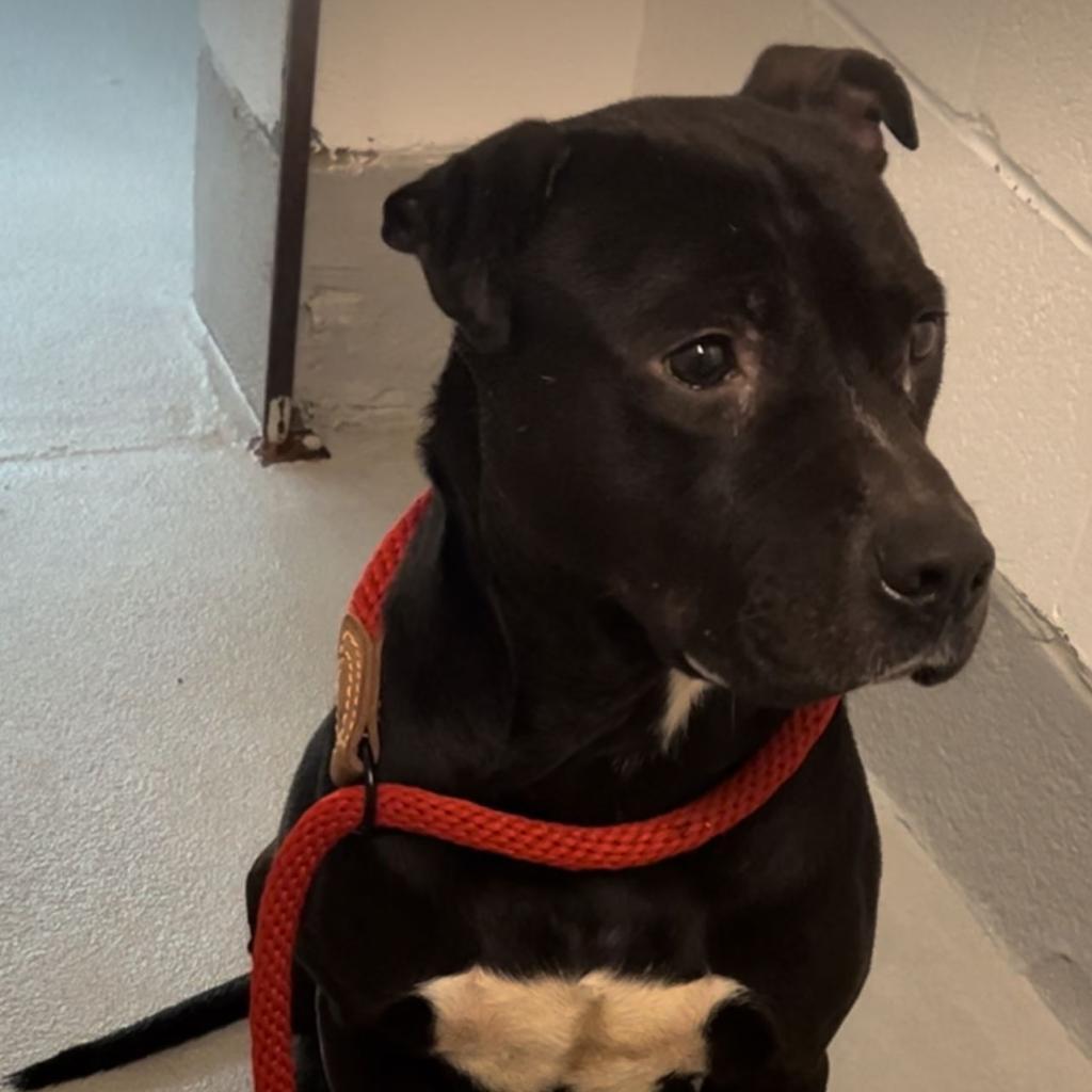 Noah — thumbnail 2