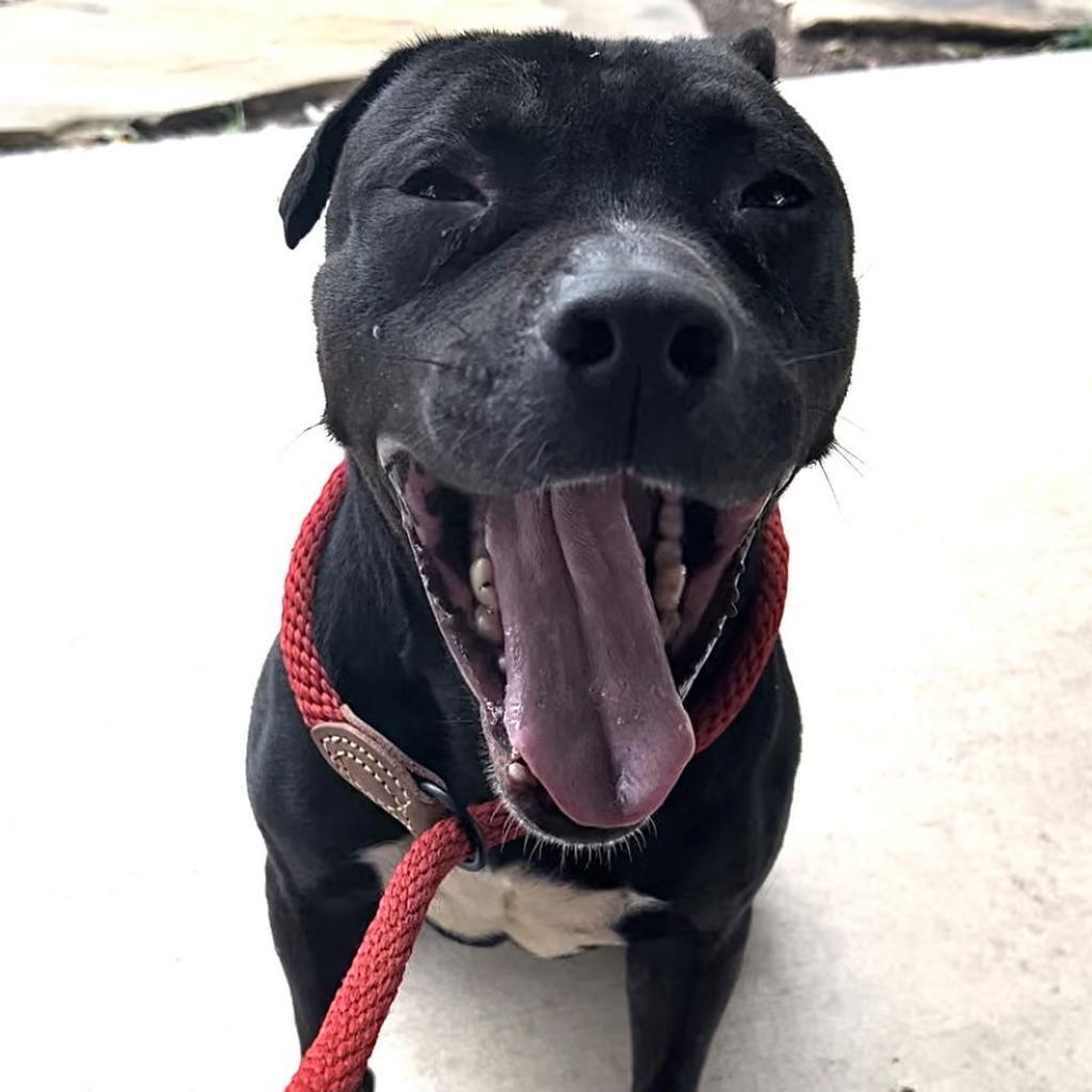 Noah — thumbnail 3