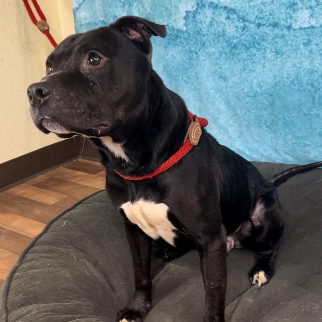 Noah — thumbnail 4