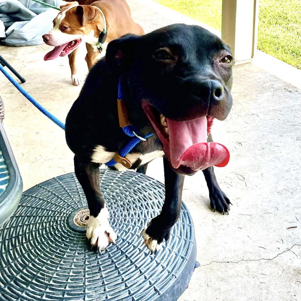 Noah — thumbnail 5