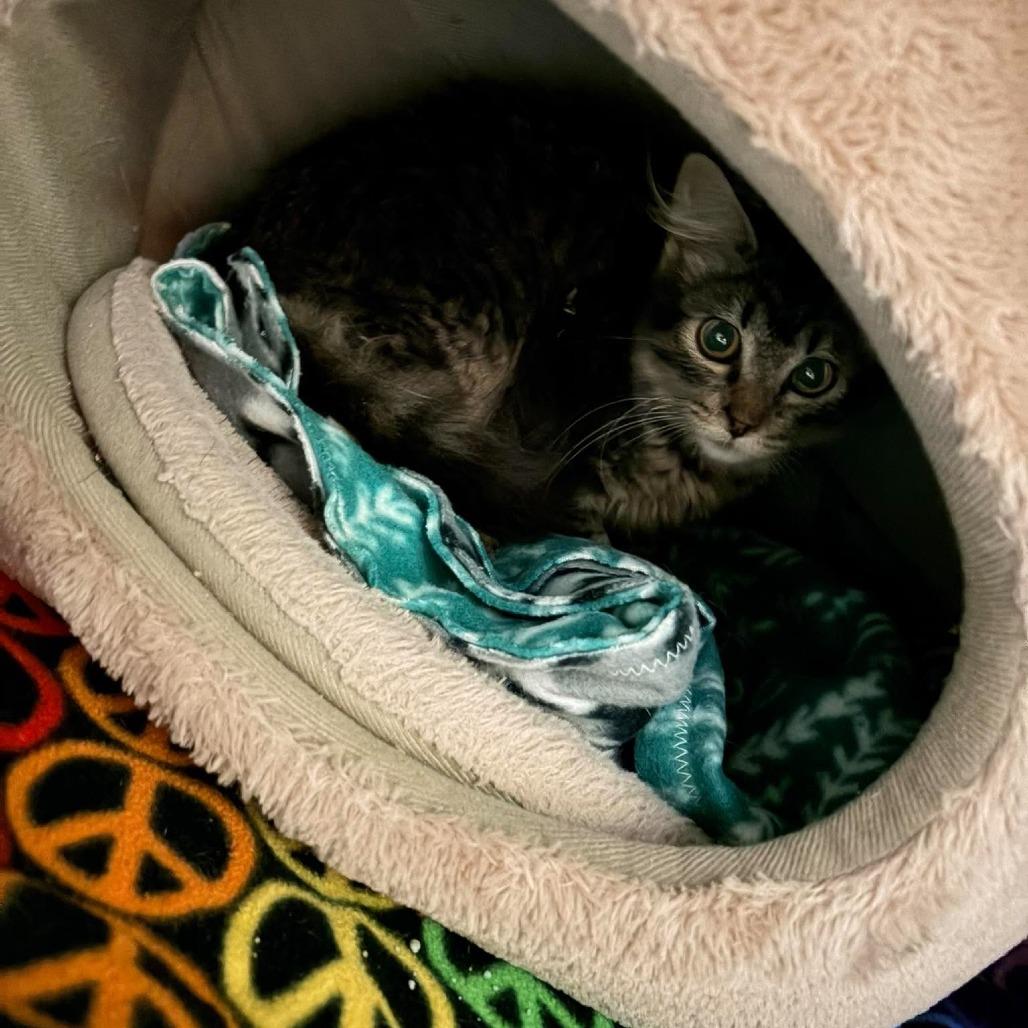 Squatter 2343, Adoptable, Kitten Male Domestic Medium Hair.