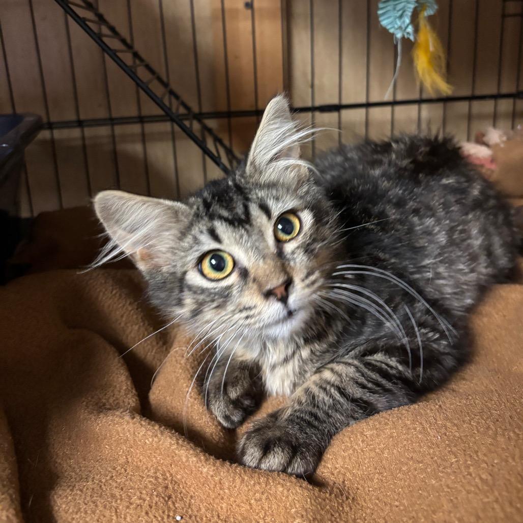 Enlarge Squatter 2343, a Adoptable Domestic Medium Hair in Kansas City, MO image 2/3