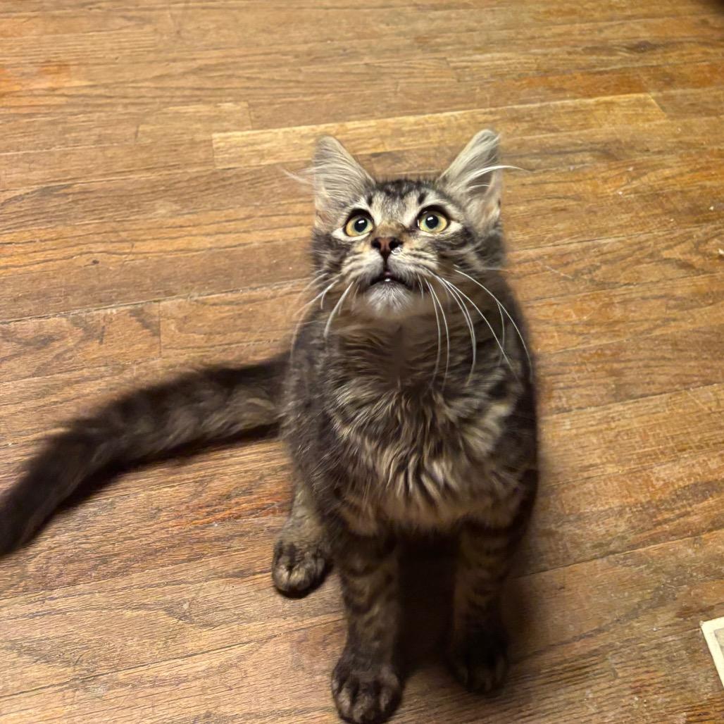 Enlarge Squatter 2343, a Adoptable Domestic Medium Hair in Kansas City, MO image 3/3
