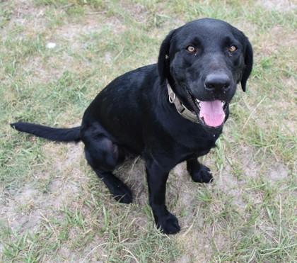 Anessa, ADOPTABLE, Adult Female Labrador Retriever & Flat-Coated Retriever.
