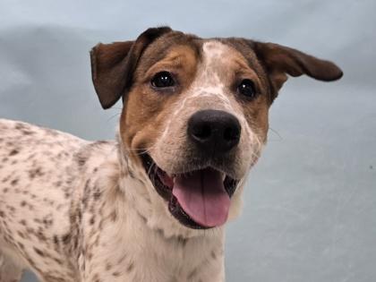 Gus, a Adoptable mixed breed in Coon Rapids, MN image 1/2