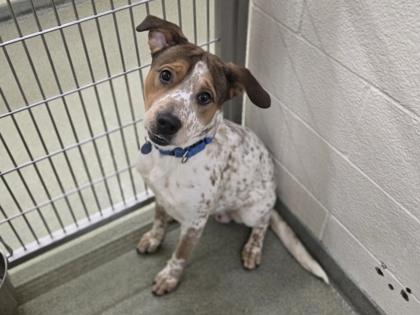 Gus, a Adoptable mixed breed in Coon Rapids, MN image 2/2
