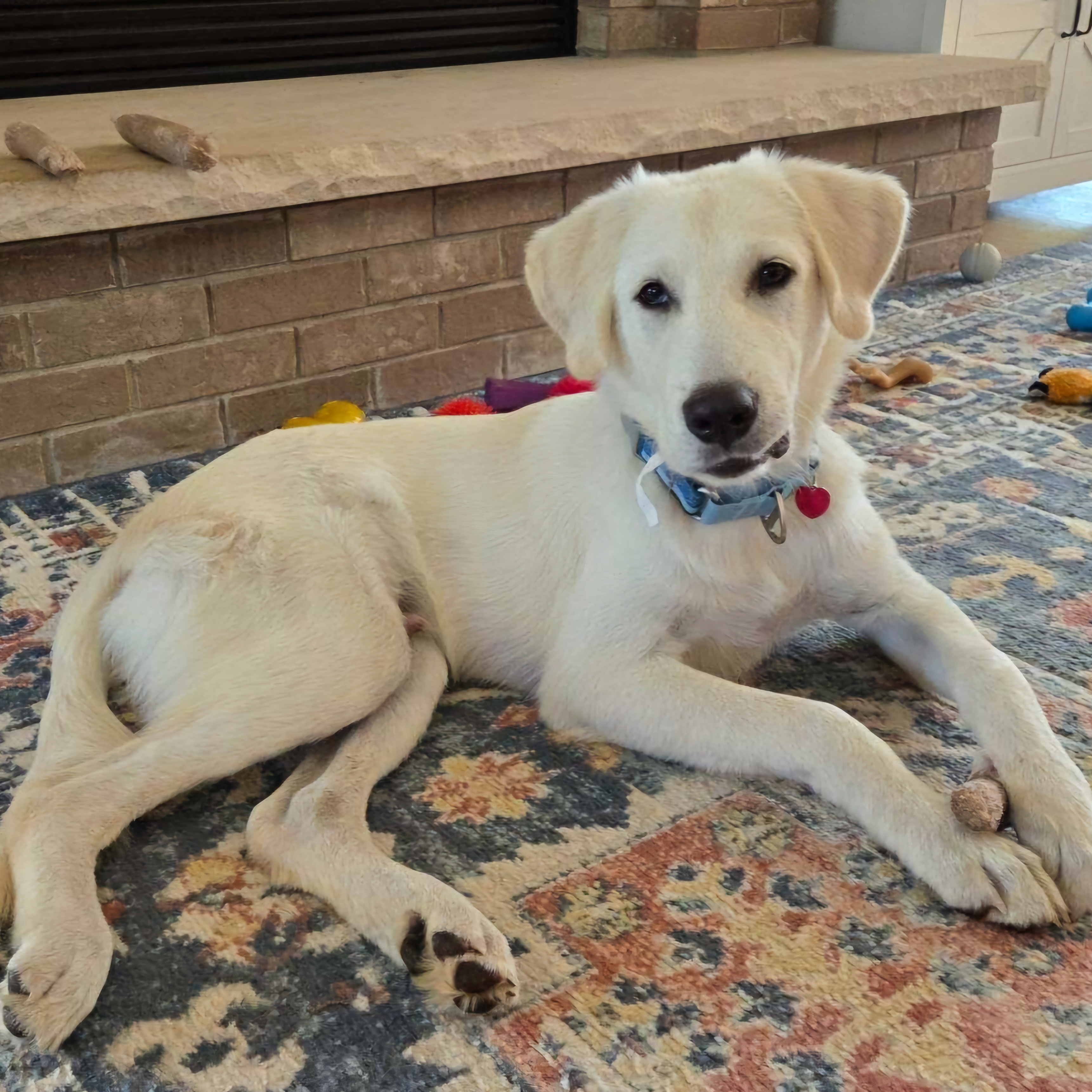 Enlarge Hudson, a Adopted Labrador Retriever in Lombard, IL image 1/3