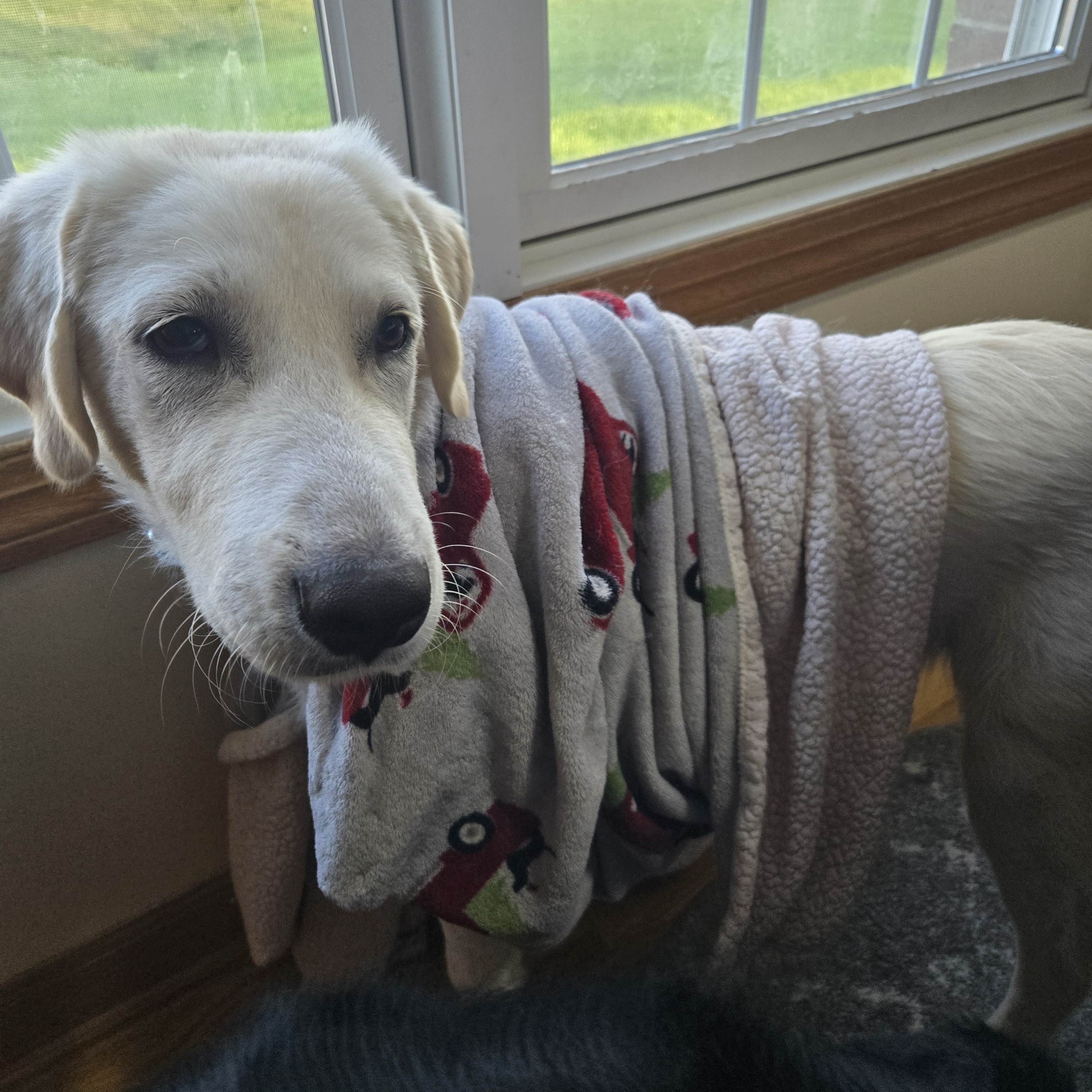 Enlarge Hudson, a Adopted Labrador Retriever in Lombard, IL image 2/3