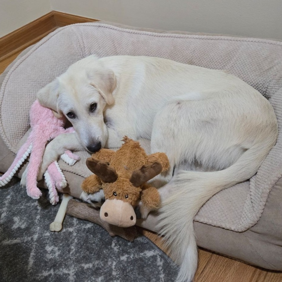 Enlarge Hudson, a Adopted Labrador Retriever in Lombard, IL image 3/3