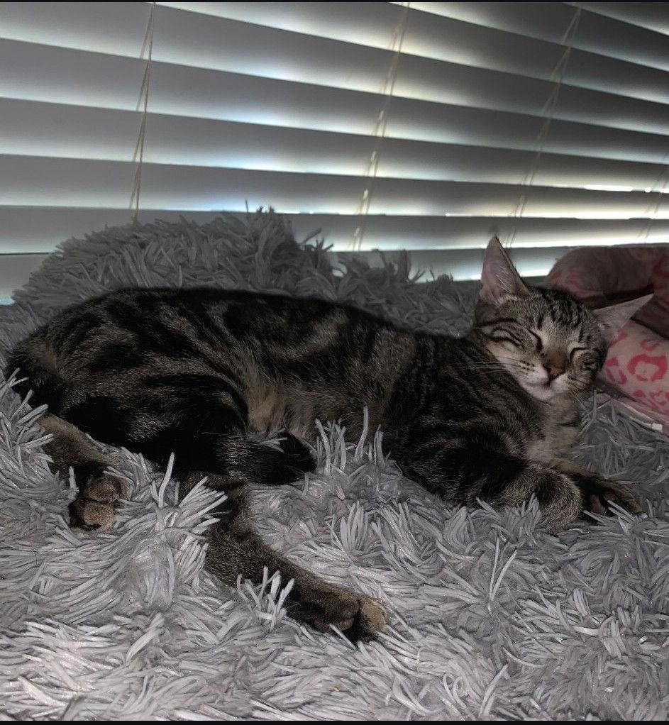 Merlin, Adoptable, Kitten Male Domestic Short Hair & Tabby.