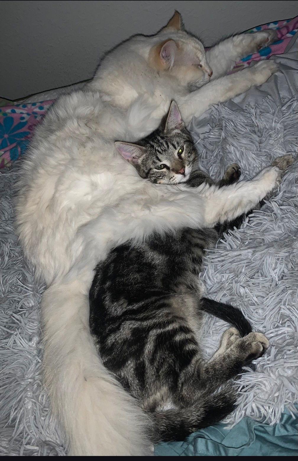 Enlarge Merlin, a Adoptable mixed breed in Glendale, AZ image 2/3