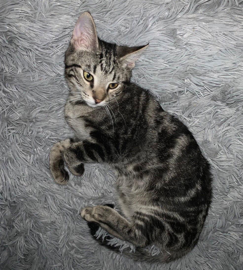 Enlarge Merlin, a Adoptable mixed breed in Glendale, AZ image 3/3