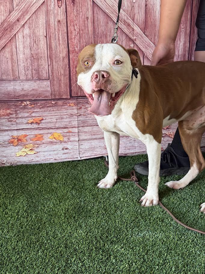 Keeno, a Adoptable mixed breed in El Reno, OK image 1/3