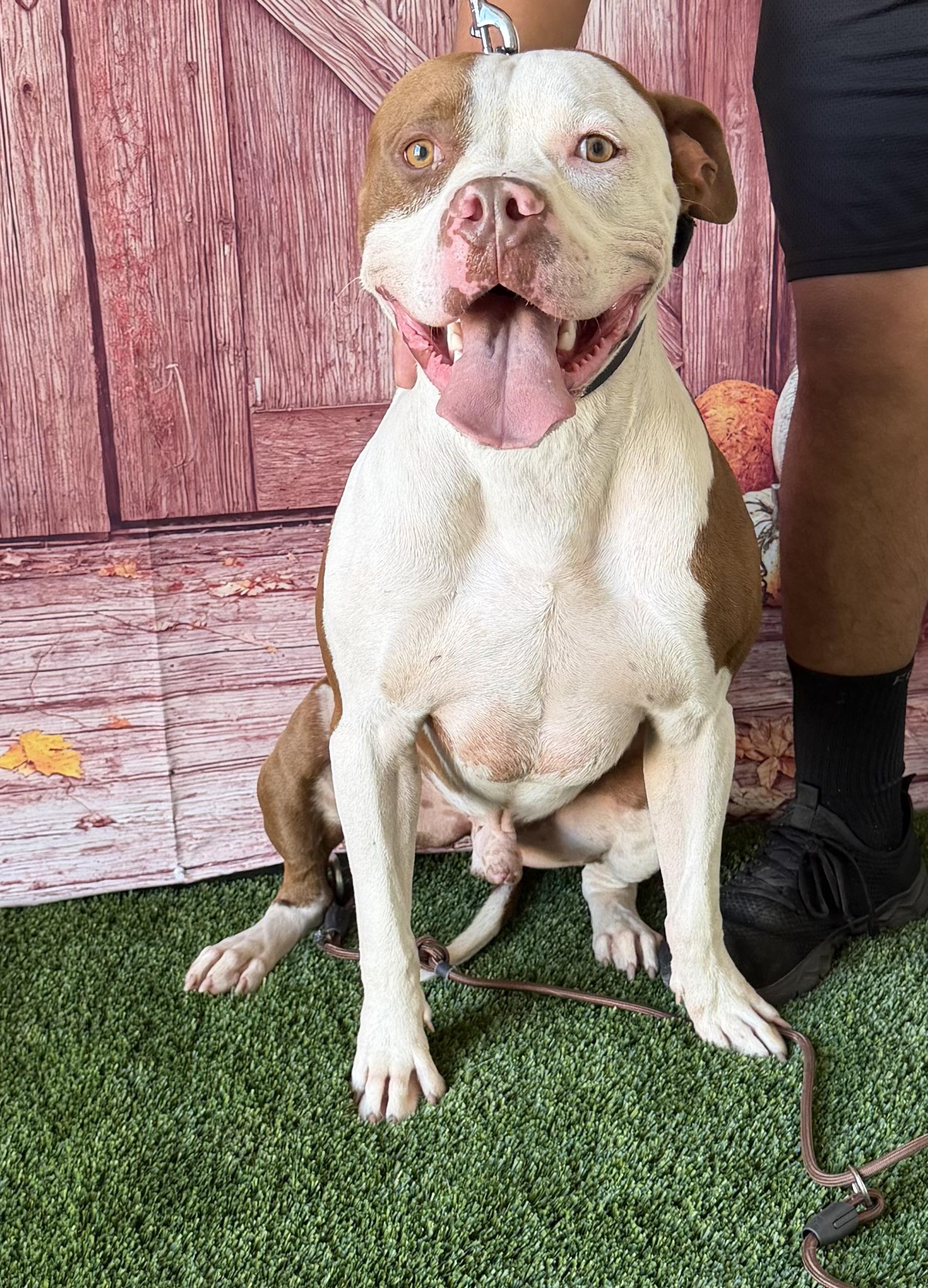 Keeno, a Adoptable mixed breed in El Reno, OK image 2/3