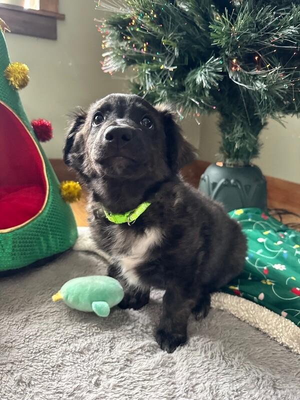 Kade, Adoptable, Young Male Terrier & Mixed Breed.