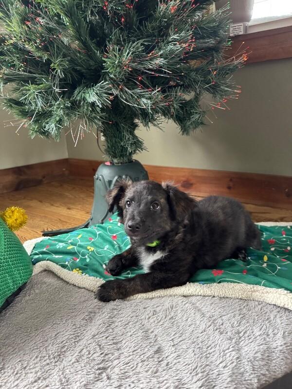 Kade, a Adoptable mixed breed in Alma, WI image 2/6