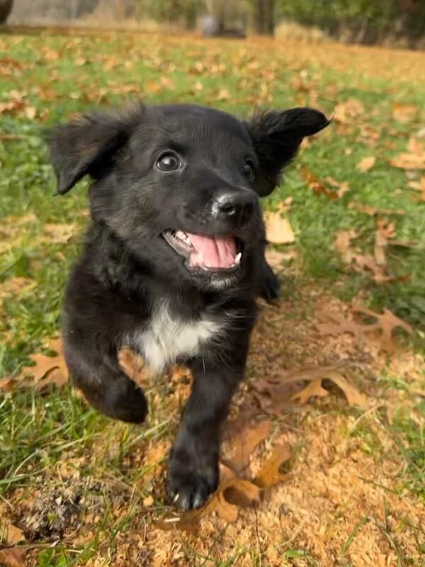 Kade, a Adoptable mixed breed in Alma, WI image 5/6