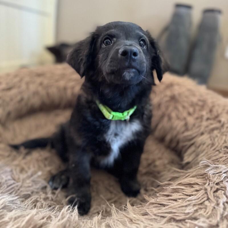 Kade, a Adoptable mixed breed in Alma, WI image 6/6