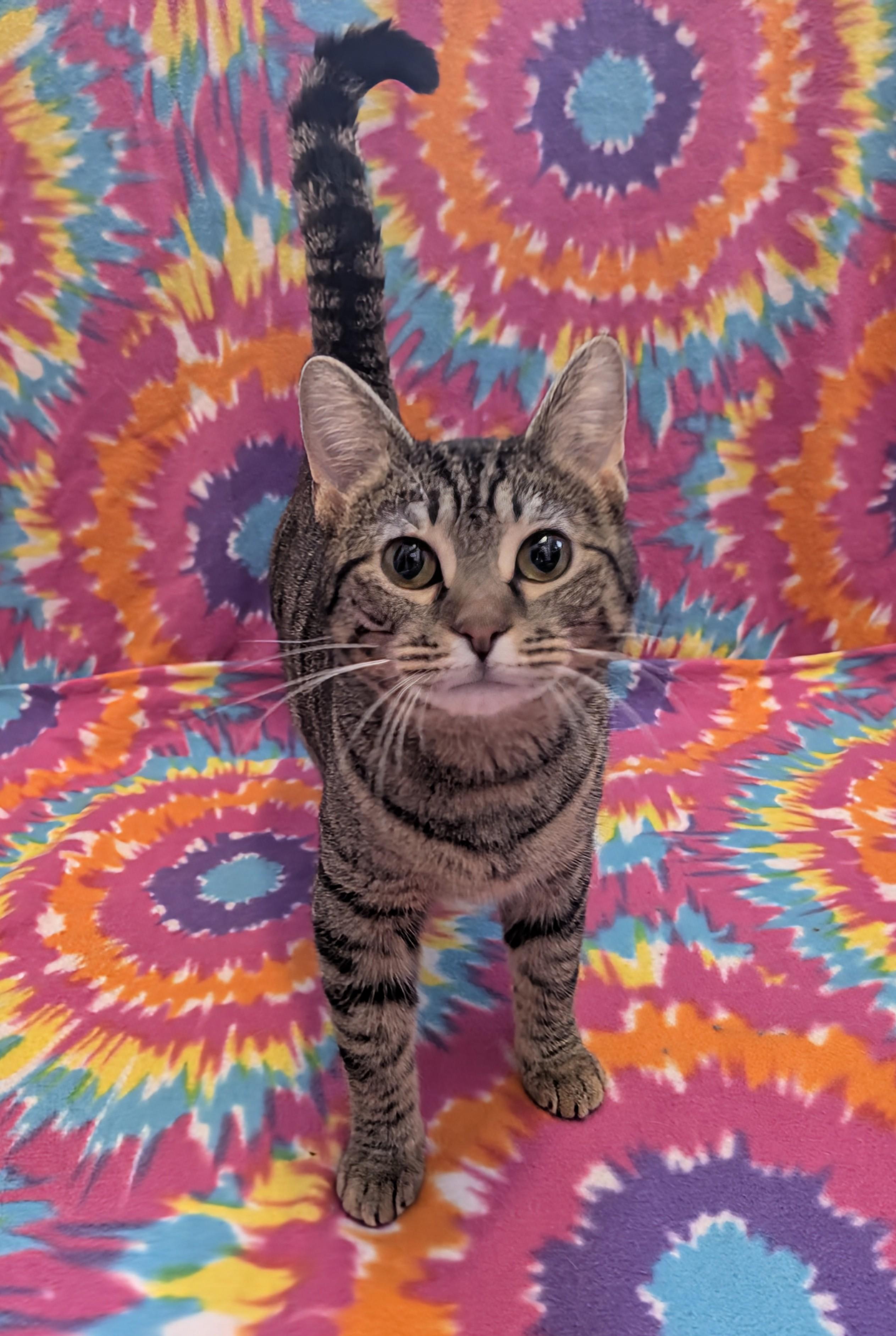 Enlarge The Sandwich Artist, a ADOPTABLE Domestic Short Hair in Madison, WI image 3/6