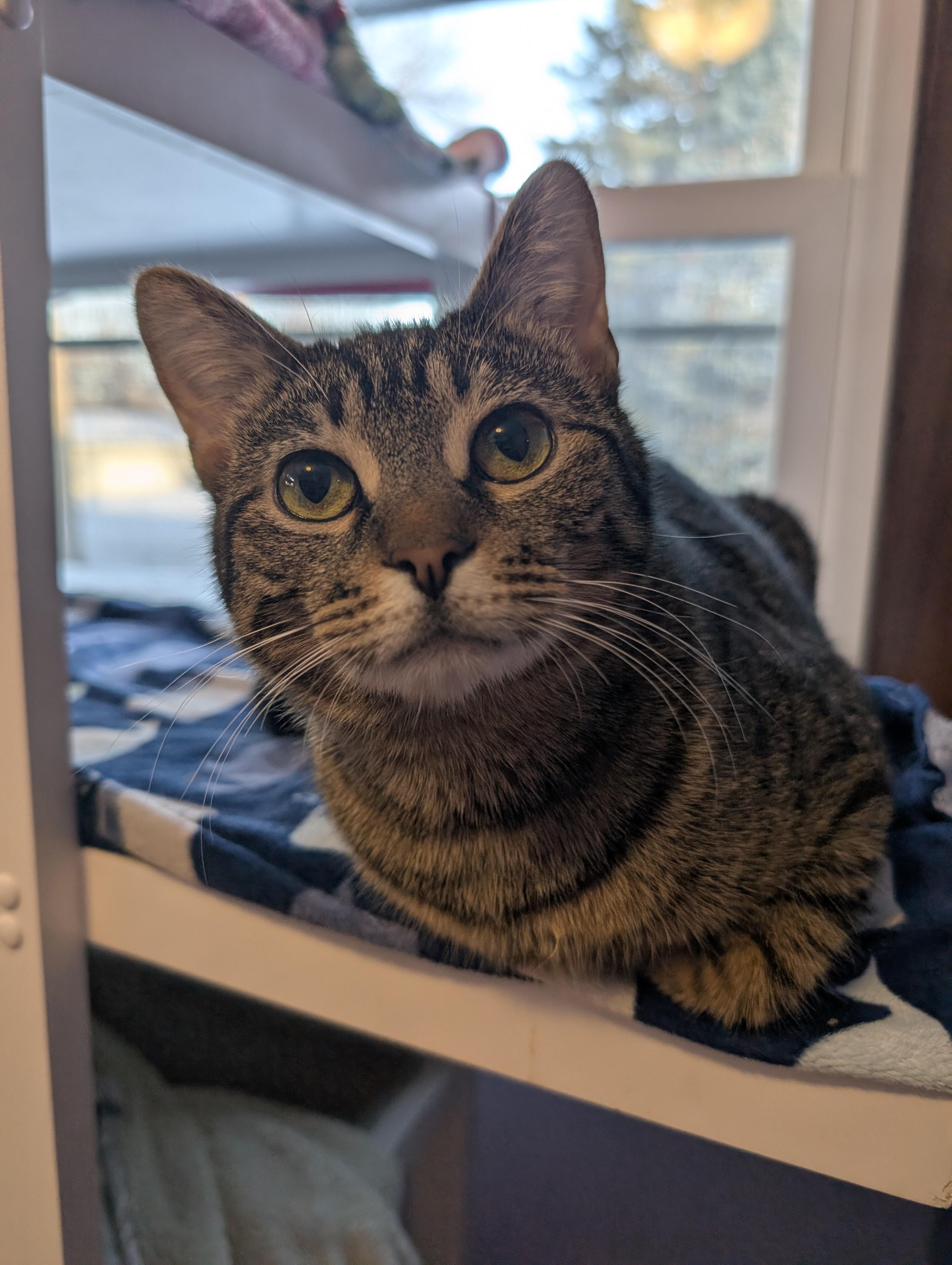 Enlarge The Sandwich Artist, a ADOPTABLE Domestic Short Hair in Madison, WI image 4/6