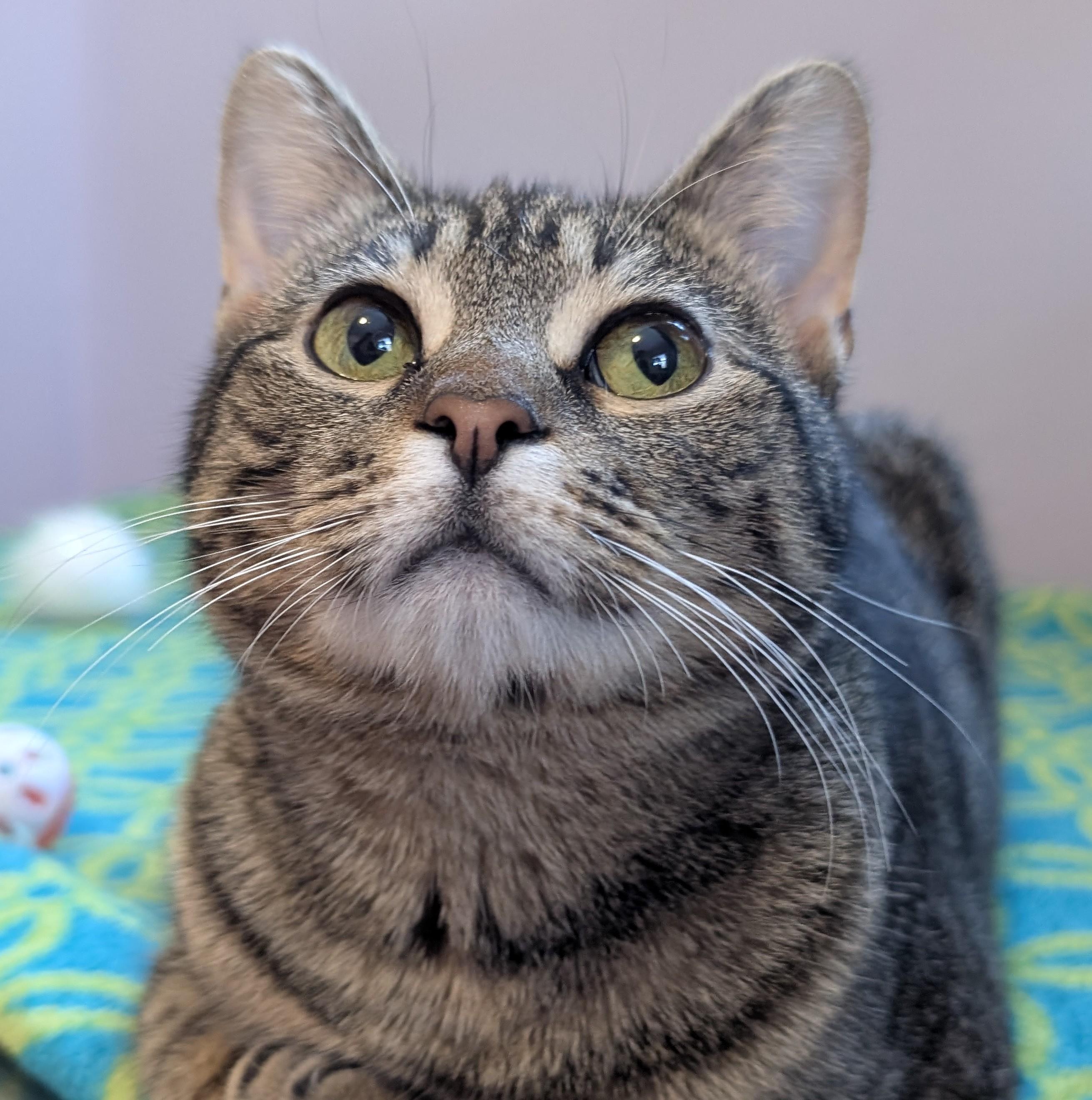 The Sandwich Artist, ADOPTABLE, Young Female Domestic Short Hair.