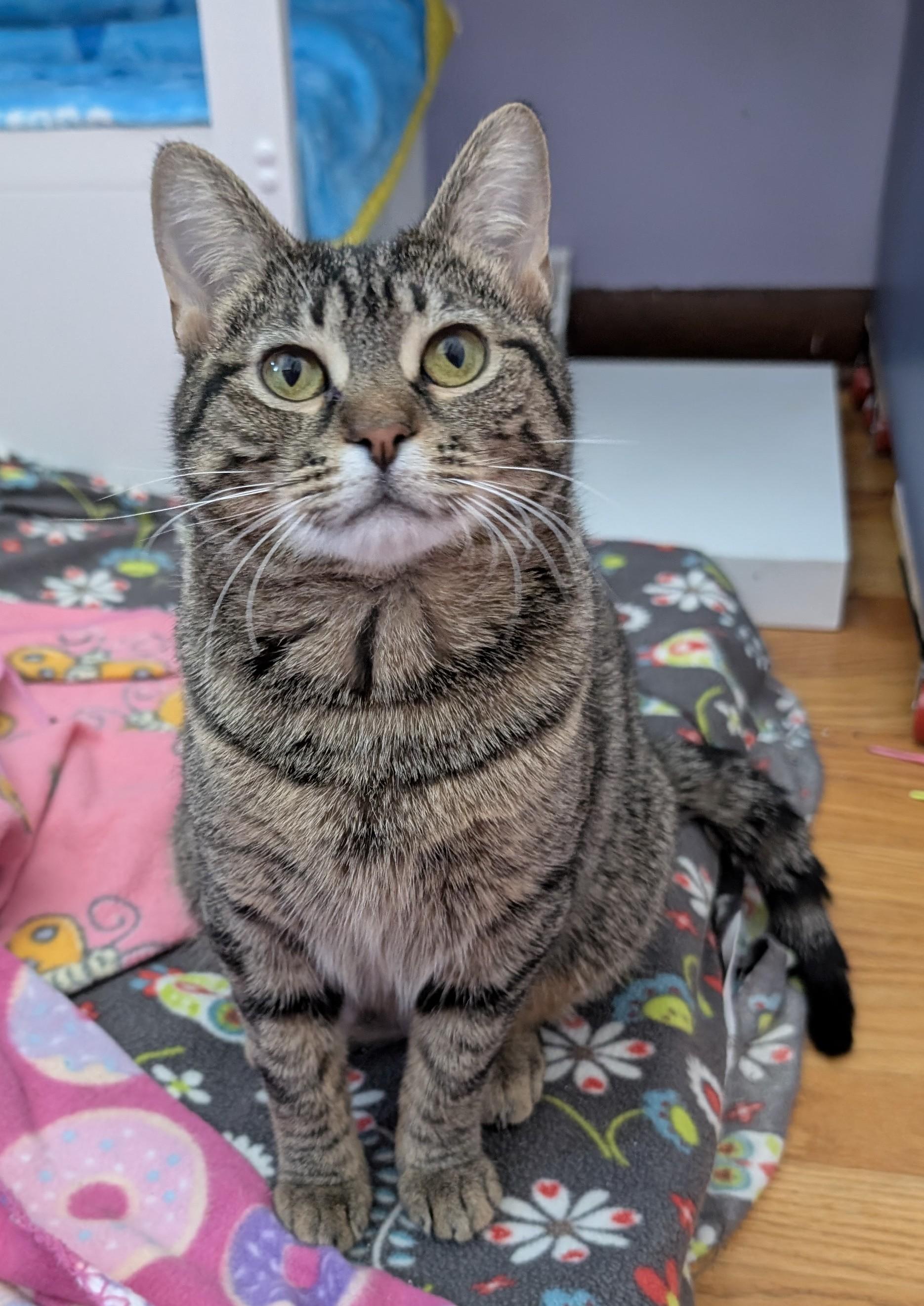 Enlarge The Sandwich Artist - likes other cats!, an adoptable Domestic Short Hair in Madison, WI image 3/6