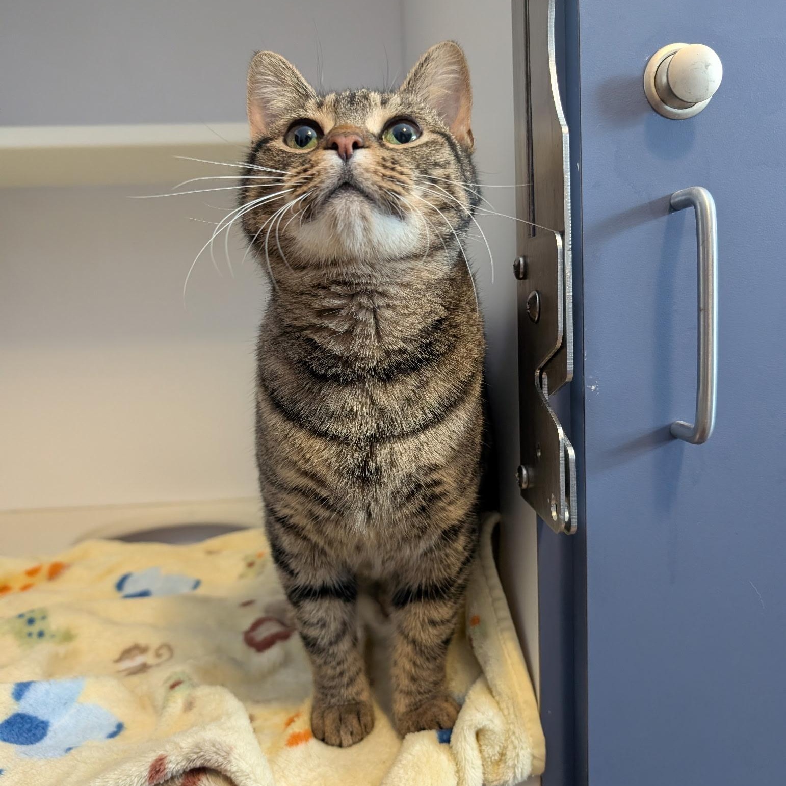 The Sandwich Artist Formerly Known as Sky, ADOPTABLE, Adult Female Domestic Short Hair.