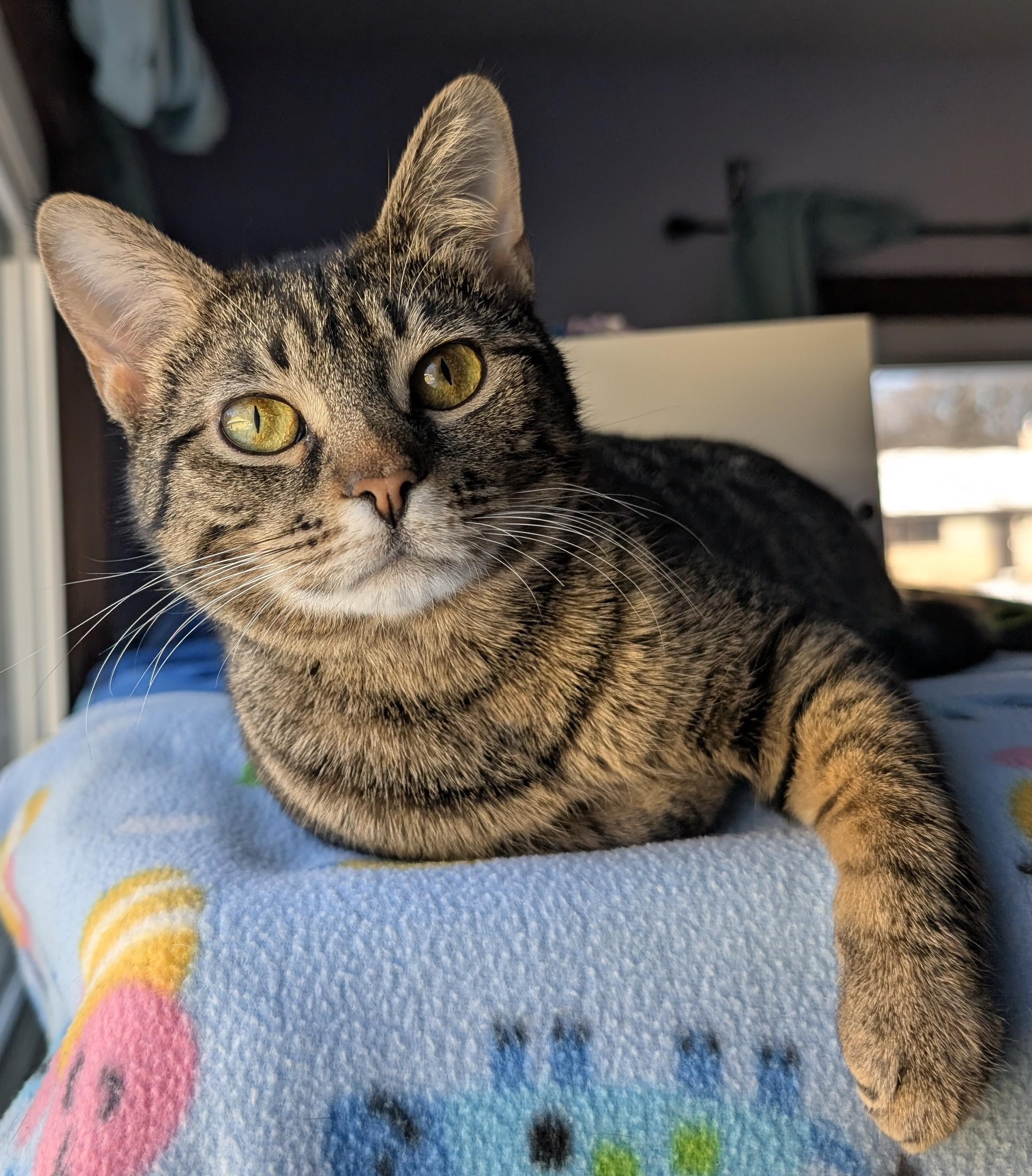 Enlarge The Sandwich Artist - likes other cats!, an adoptable Domestic Short Hair in Madison, WI image 2/6