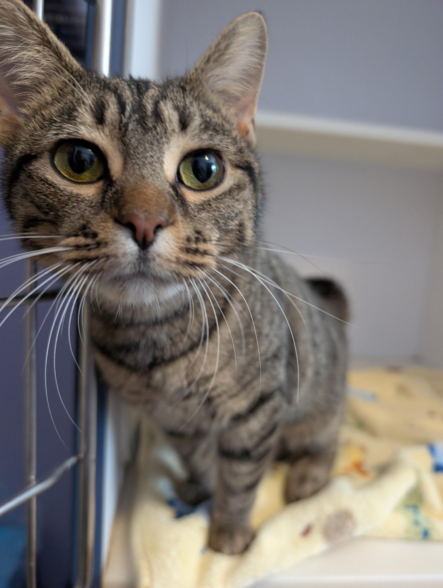 The Sandwich Artist Formerly Known as Sky, a ADOPTABLE Domestic Short Hair in Madison, WI image 2/4