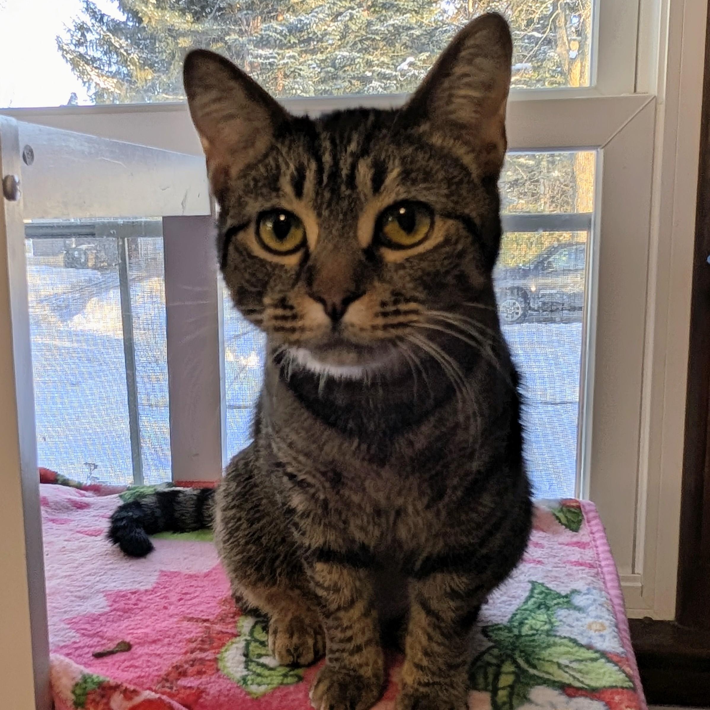 The Sandwich Artist Formerly Known as Sky, a ADOPTABLE Domestic Short Hair in Madison, WI image 3/4